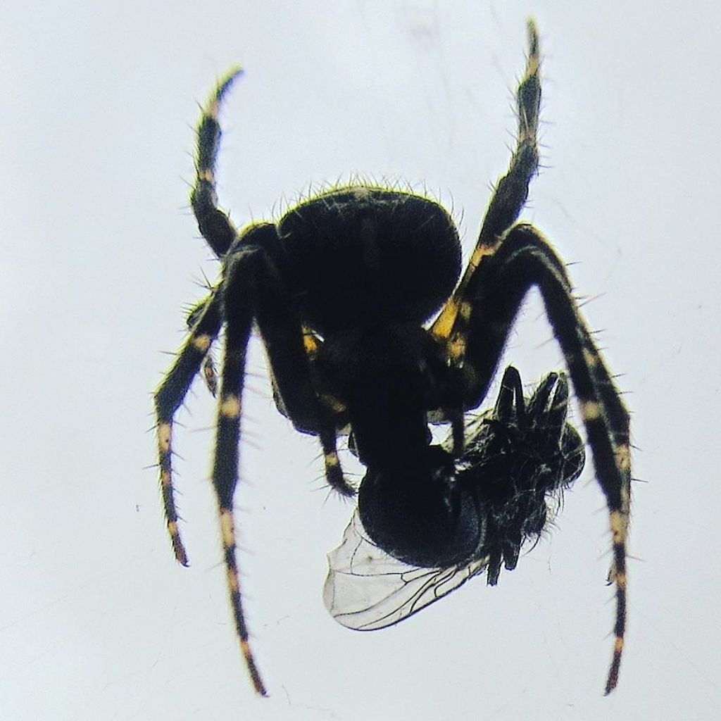Eratigena atrica, maschio (Agelenidae) e Araneus diadematus, femmina (Araneidae)